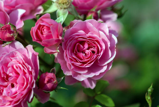 istock Pink Bulgarian Rose bush blooming in summer garden 1253858332