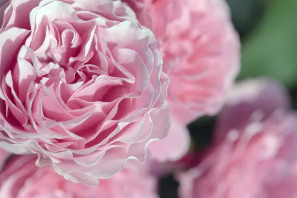 Photo of pink peony roses closeup for summer floral design