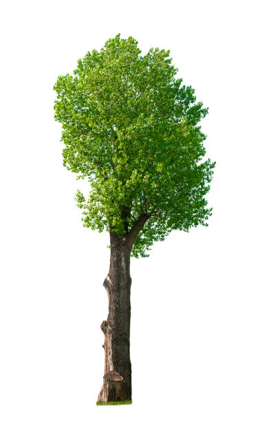 istock Green tree close up isolated on white background 1253859278