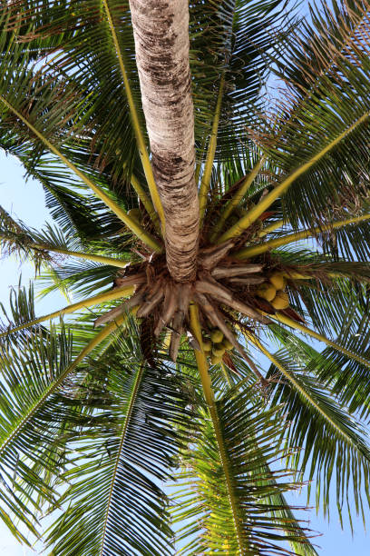 istock Coconut palm trees against a bright blue sky. 1253860288
