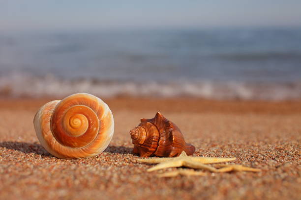 istock Sea shells and starfish on the beach. Sandy beach with waves. Summer vacation concept. Holidays by the sea 1253860294