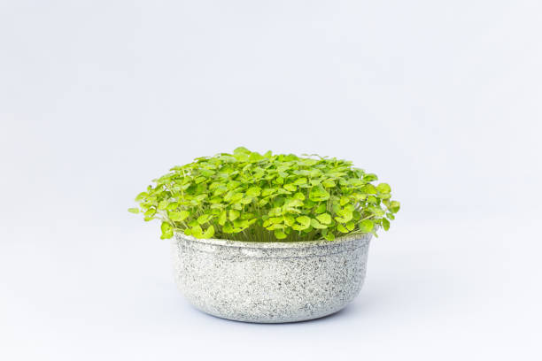 istock Sprouted chia seeds in a pot isolated on a white background. 1253860372