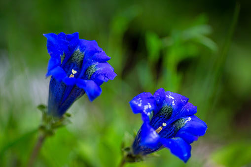 Clusius gentian blue flowers in macro detail.