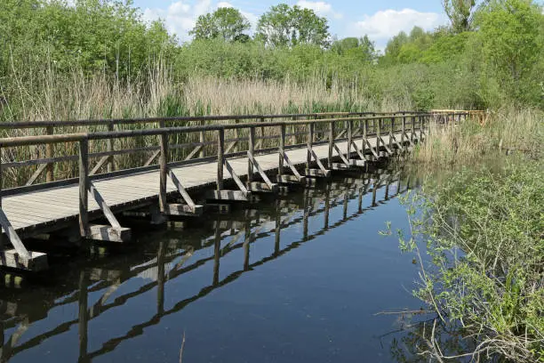 Habitat Sedimentation zone, Wooden footbridge, Waren (Müritz), Mecklenburg Lake District, Mecklenburg-Vorpommern, Germany