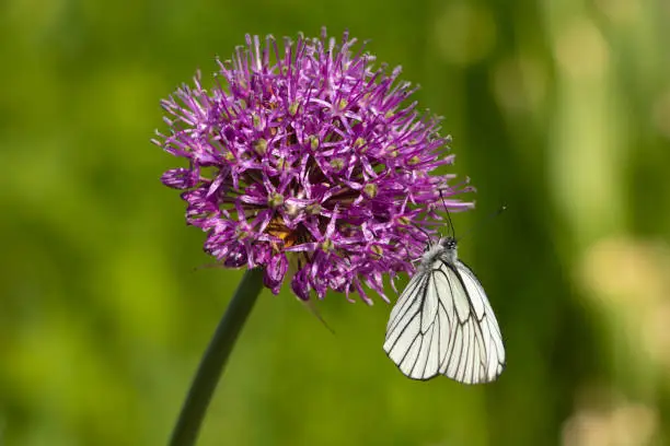 Cabbage butterfly (Pieris brassicae) pollinates the flower of the Allium giganteum. A large round purple flower blossomed on a green blurry background. Close-up.