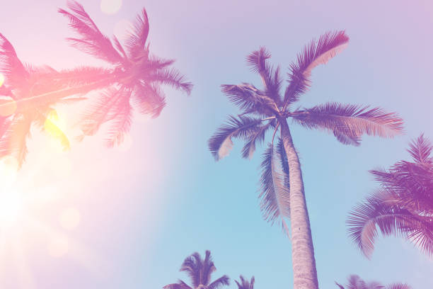 istock Copy space of silhouette tropical palm tree with sun light on sunset sky and cloud abstract background. 1253861033