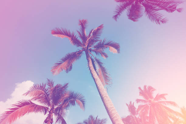istock Copy space of silhouette tropical palm tree with sun light on sunset sky and cloud abstract background. 1253861057