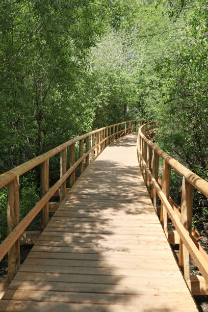 istock Habitat Sedimentation zone, Footbridge in Waren (Müritz), Meckle 1253861291