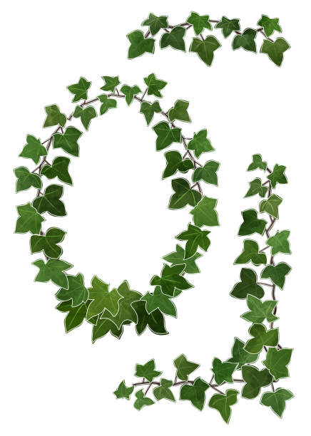 istock Set of green ivy themes for floral designs and illustrations 1253861881