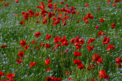 The field of the blossoming flax and poppies flowers