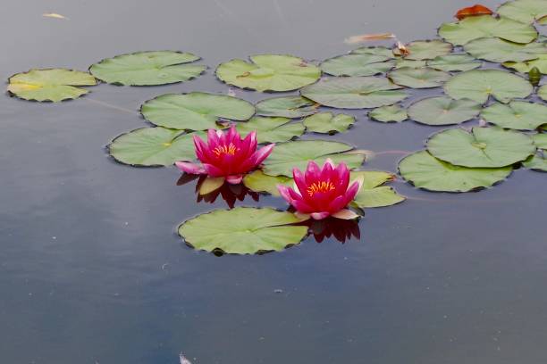 istock Red, pink and white water lilies 1253862564
