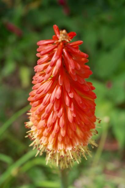 istock Bright orange Kniphofia  or Red hot pokers flowers 1253863502