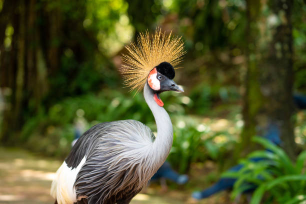 istock Crowned Crane walks along a path in a green park. Bird watching 1253863522