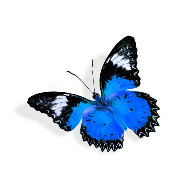 istock Beautiful blue butterfly flying 1253863863