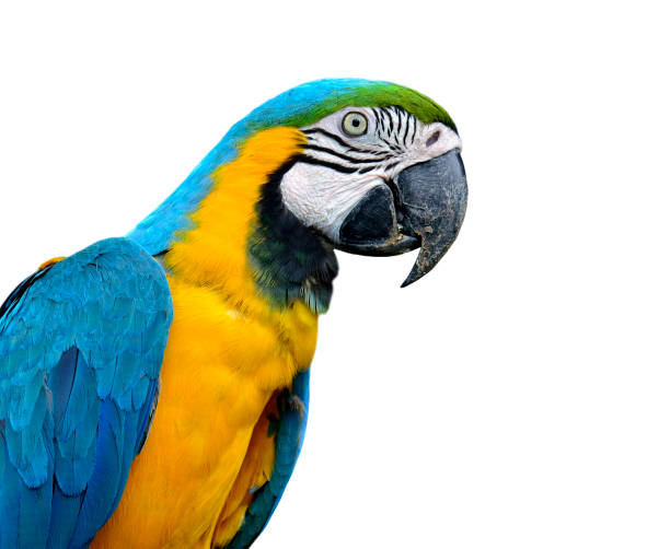 istock Beautiful Blue and Gold Macaw bird isolated on white background 1253864038