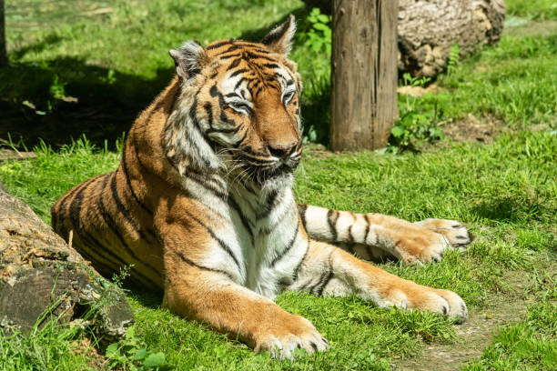 istock The tiger is lying on the grass 1253864825