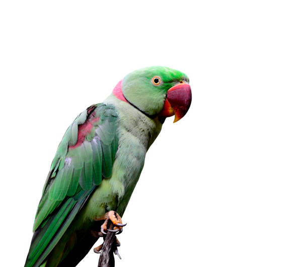 istock Alexandrine Parakeet (Psittacula eupatria) a beautiful green parrot isolated on white background 1253864970