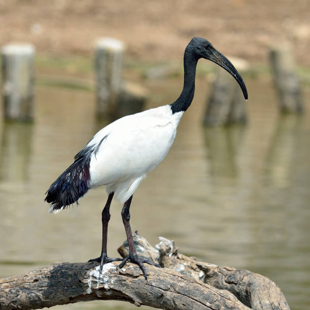 istock African Sacred Ibis (Threskiornis aethiopicus) perching on the log 1253865001