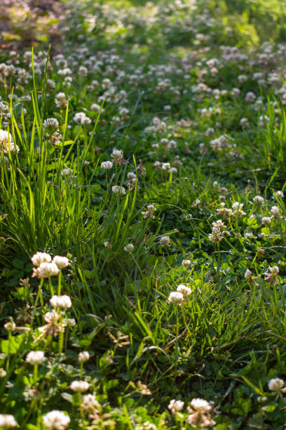 istock White clover flowers on the meadow 1253866260