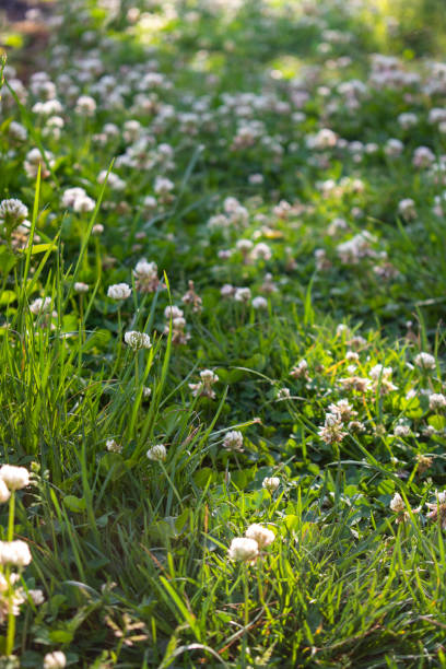 istock White clover flowers on the meadow 1253866895