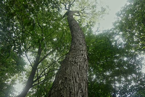 A vertical view of a high tree trunk. Background is the sunlight passes through the tree branches.