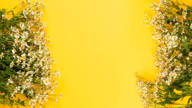 istock Chamomile or camomile flowers on yellow paper background 1253868771