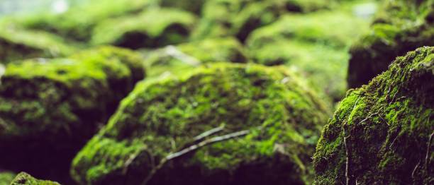 istock Natural green moss in the rainforest. 1253869133