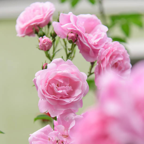 istock rose bush flowers during blossoming after rain 1253871193