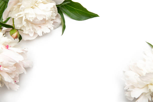 istock Flowers frame background. White paper card with peonies. Workspace. Blank for greetings 1253871194