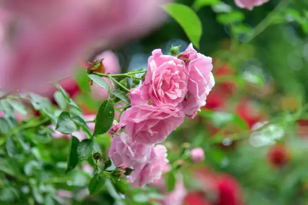 Close-up of rose bush flowers in summer garden during blossoming after rain