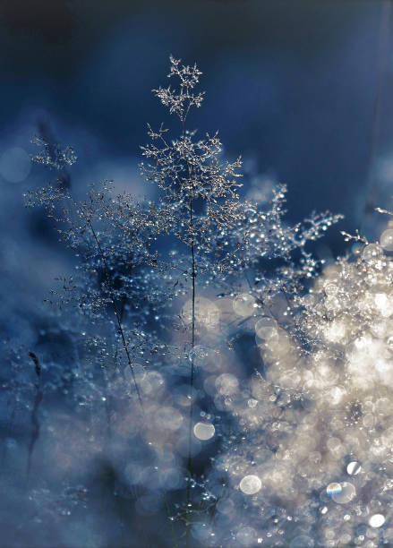 nahaufnahme von gefrorenen schneeflocken auf pflanzen - flower snow winter close up stock-fotos und bilder