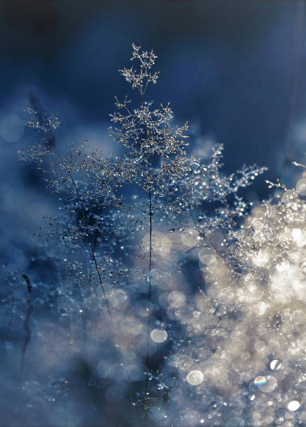 close up of frozen snowflakes on plants - window snow christmas decoration imagens e fotografias de stock