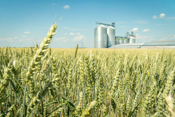 istock Green wheat field with a modern metal grain elevator on a background. 1253871437