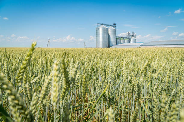 istock Green wheat field with a modern metal grain elevator on a background. 1253871452