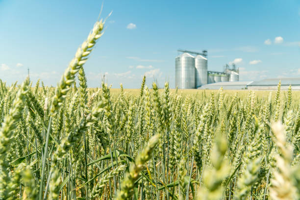 istock Green wheat field with a modern metal grain elevator on a background. 1253871454