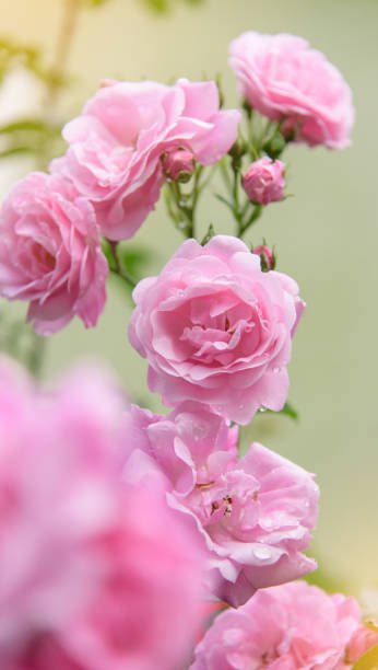 istock rose bush flowers during blossoming after rain 1253871600