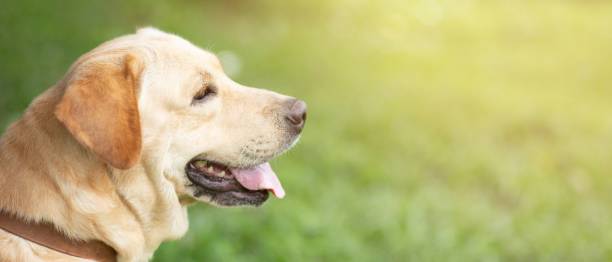 The dog is walking in the park