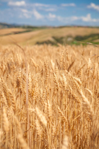 구름이 있는 곡물 밭, 여름날 - wheat whole wheat close up corn on the cob 뉴스 사진 이미지