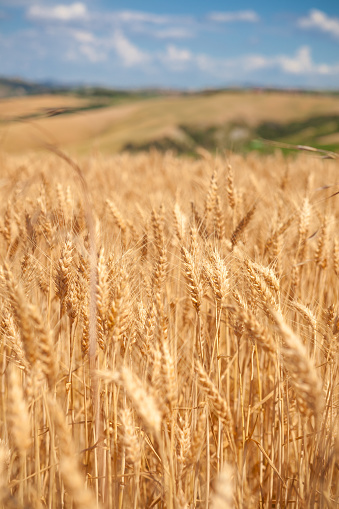 Grain field with defocused clouds, summer day