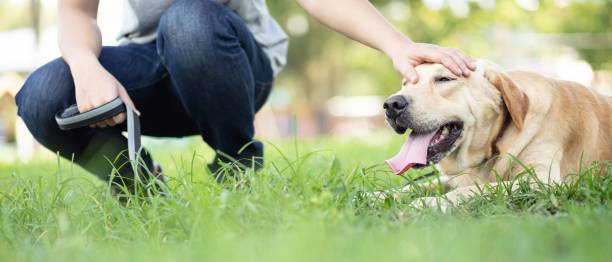 istock The dog is walking in the park 1253871829