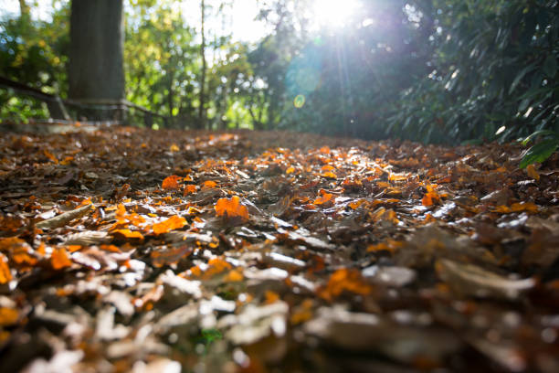 A Close-Up of an Autumn Forest Leaf Floor in a forest.