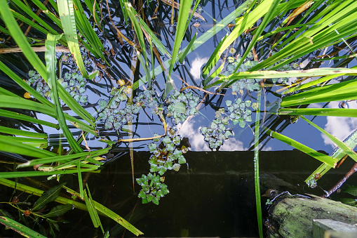 Aquatic vegetation, hydrophytes, water sticks; reflection of the sky in the water