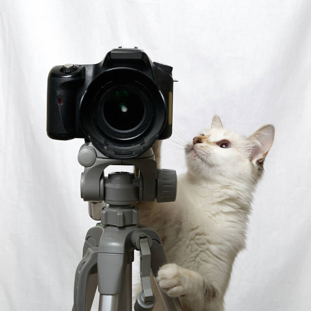 istock Cat photographer with camera on tripod isolated on white background 1253873213