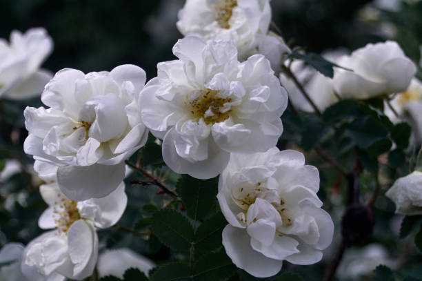 istock Rosehip in blooms with white roses 1253873251