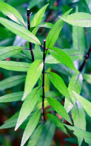 istock Justicia gendarussa or willow-leaved justice 1253873260