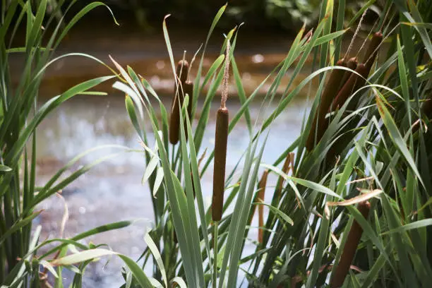 A close-up shot of a group of cattails at a river's edge during the summer season.