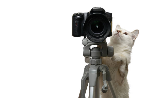 istock Cat photographer with camera on tripod isolated on white background 1253873268