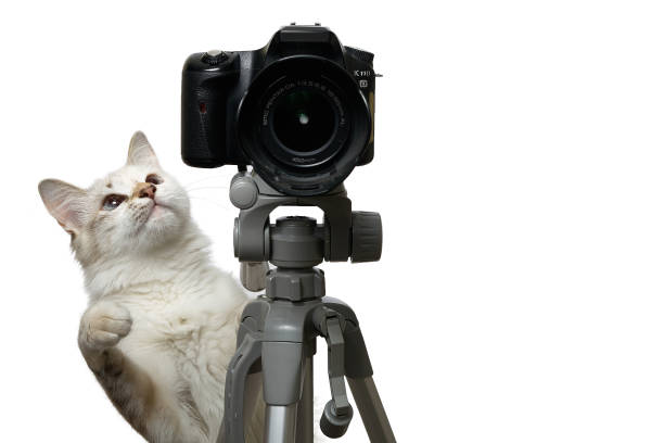 istock Cat photographer with camera on tripod isolated on white background 1253873285