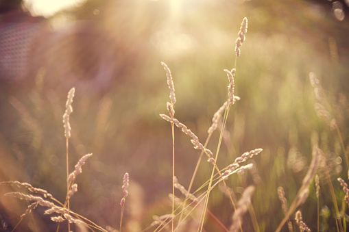 A close-up of the perfect sunset with tall wheatgrass plants in a field and heavy lens flare.