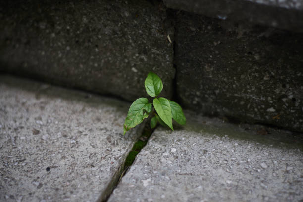 Tiny Plant Growing From Cracks Of Old Concrete Sidewalk